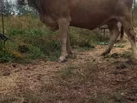 雌牛, Swiss cattle — 写真 2