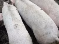 মাদি শূকর — ছবি 1