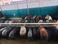 قوچ, گوسفند — عکس 1