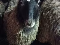 Sheep, Romanov sheep — photo 1