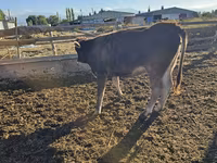 Krava, Swiss cattle — foto 4