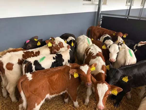 雄牛, Simmental cattle