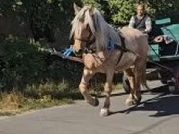 Stute, Pferde