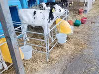 Byk, Swiss cattle — zdjęcie 5