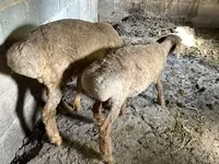 แกะตัวเมีย, Katum sheep — รูปภาพ 6