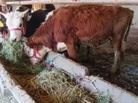 گاو نر, Simmental cattle — عکس 5