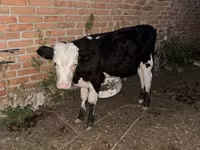 วัวตัวผู้, Swiss cattle — รูปภาพ 2