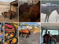 Kuda betina, Horses — foto 5