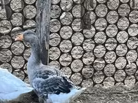 Gri ve Gri Benekli Danimarka Kazı — foto 1