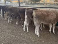 Бик, Swiss cattle — фото 6