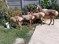 Овца, Arashan sheep — снимка 5