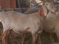 Får, Arashan sheep — foto 1