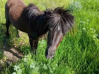 Cavalo, American shetland pony — foto 4