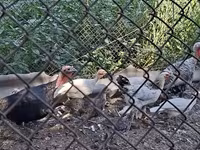 Turkeys — zdjęcie 4