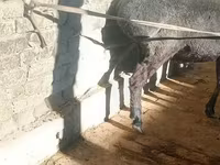 Ram, Schapen — foto 4