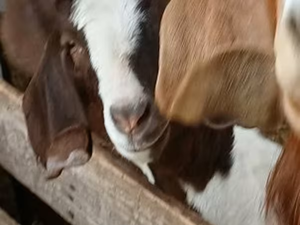 แพะตัวผู้, Boer goat