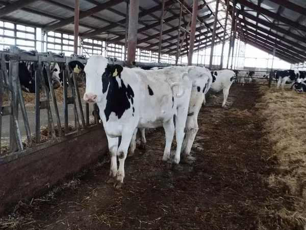 Cow, Holstein breed — Russia