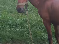 Hingst, Heste — foto 6