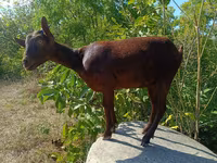 Keçi, Murcia-Granada goats — foto 1