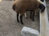 قوچ, Blackheaded Persian sheep — عکس 2