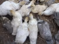 Ducks — รูปภาพ 1