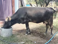 গাভী, Latvian Blue cattle — ছবি 2