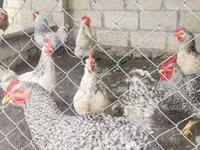 Chickens — الصورة 5