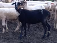 Schaf, Tsigai sheep — Foto 4