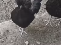 Chickens — عکس 6