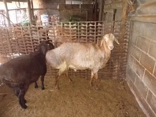 公羊, Rhon sheep