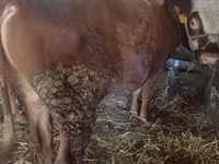 Mucca, Bovini — foto 1