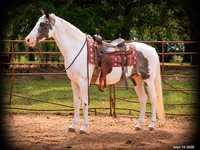 Kůň, National Show Horse — foto 1