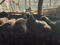 Beran, Hissar sheep — foto 1