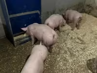 หมูป่าตัวผู้, Гипор — รูปภาพ 6