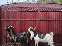 Козел, Kamori goats — снимка 4