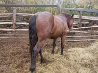 Kuda jantan, Horses — foto 5