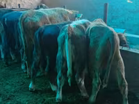 公牛, Cattle — 照片 5