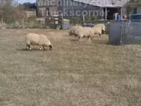قوچ, Scottish Blackface sheep — عکس 2