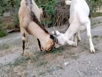 Kozel, Saanen goat — foto 5