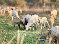 قوچ, Katum sheep — عکس 2