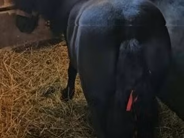 Hingst, Heste