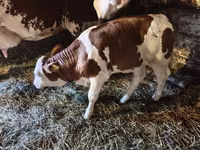 Vacă, Bovine — foto 3