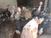 Turkeys — foto 2