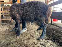 Vædder, Arashan sheep — foto 4