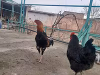 Chickens — الصورة 2