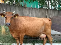 گاو ماده, گاو — عکس 1