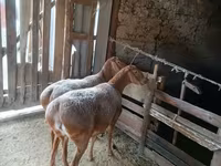 Ovce, Arashan sheep — foto 4
