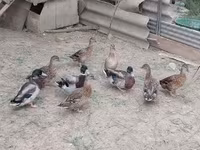 Ducks — รูปภาพ 1