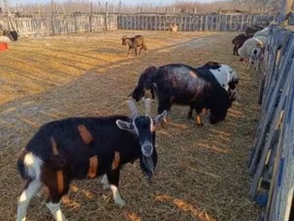 Kambing betina, Goats