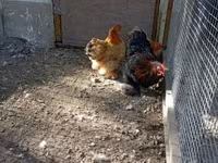 Chickens — photo 5